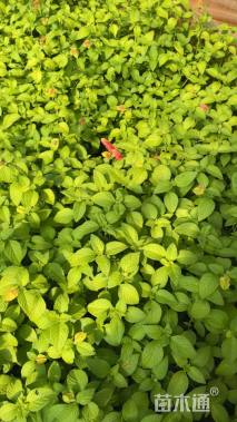 高度30厘米金苞花