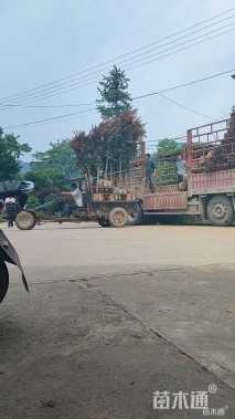 10公分日本红枫