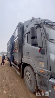 高度30厘米鸡冠花