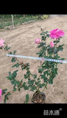高度35厘米仙境月季