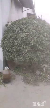 30公分冬青