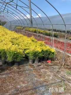 大杯苗亮晶女贞小苗