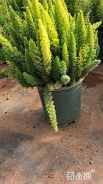 高度40厘米狐尾天门冬