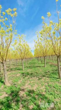 5公分矮杆金枝槐