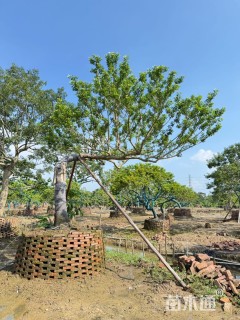 20公分红果冬青