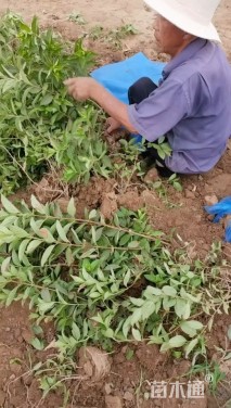 高度60厘米木绣球