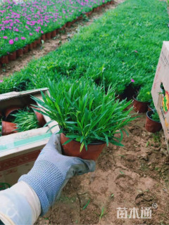 高度20厘米欧石竹