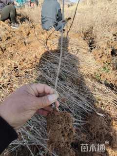 高度30厘米映山红