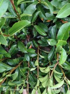 高度20厘米红叶石楠小苗