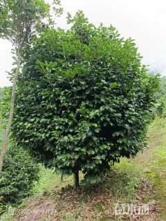 高度300厘米茶花