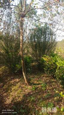 高度250厘米木槿