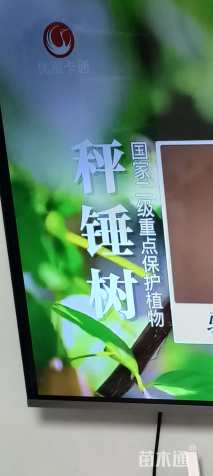 5公分秤锤树
