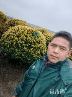 冠幅180厘米金禾女贞球