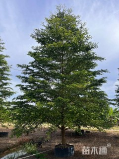 13公分小叶榄仁