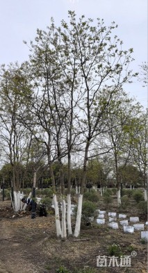 10公分(3杆)丛生乌桕