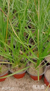 高度40厘米紫娇花