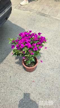 高度50厘米三角梅