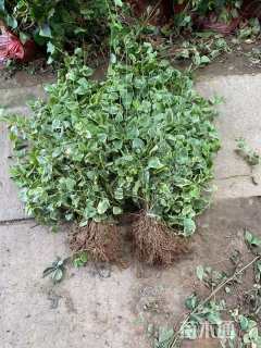 高度100厘米花叶蔓长春