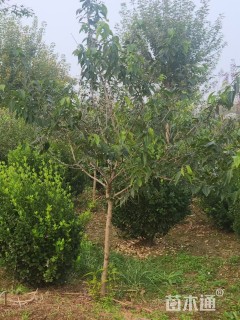 高度150厘米蜡梅