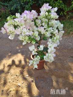 高度40厘米三角梅