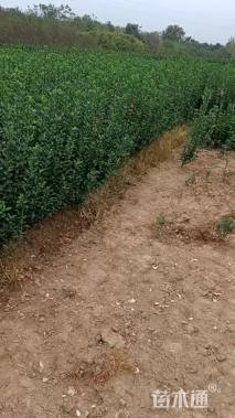 高度80厘米大叶黄杨