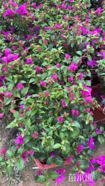 高度50厘米三角梅