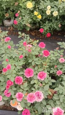 高度32厘米丰花月季