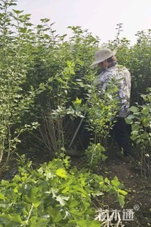 高度150厘米丛生木槿