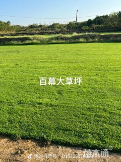 草卷状百慕大草