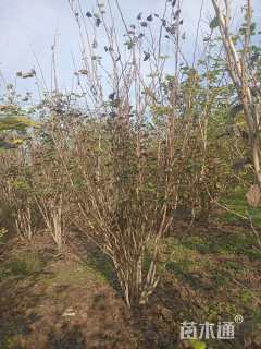 高度270厘米丛生紫荆