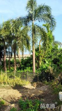 裸干高400厘米狐尾椰