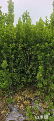 高度150厘米北海道黄杨