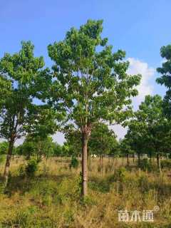 8公分楸树