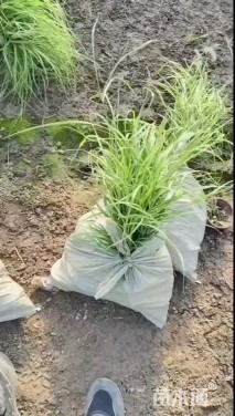 高度50厘米狼尾草