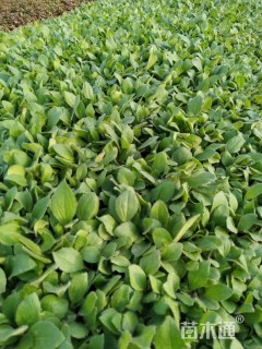 高度10厘米黑心菊