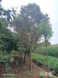 15公分大叶女贞