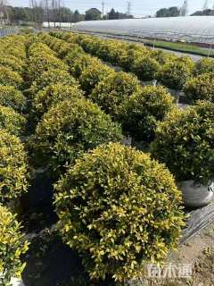 高度60厘米黄金枸骨