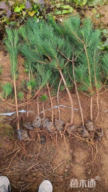 高度60厘米黑松小苗