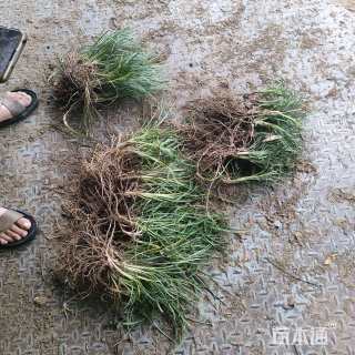 高度20厘米细叶麦冬草