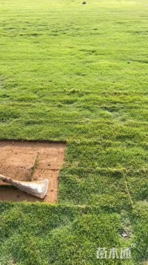 草块状马尼拉草