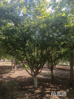 14公分垂丝海棠