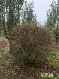 高度60厘米水蜡球