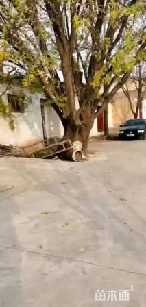 120公分皂荚