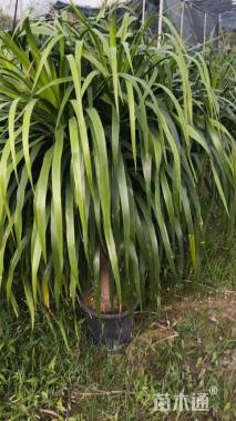 高度100厘米龙血树