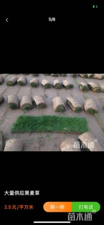 混播黑麦草