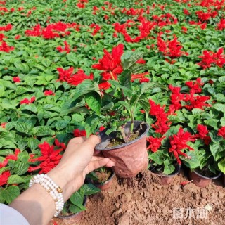 高度20厘米炮仗红