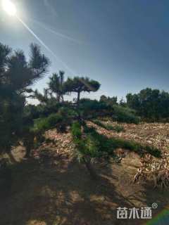 10公分造型黑松