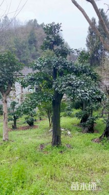 高度80厘米金弹子