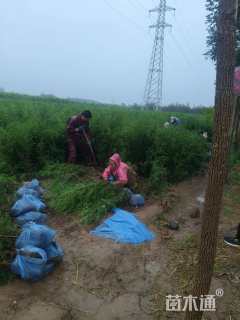 高度120厘米侧柏