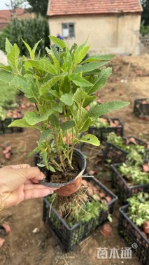 高度15厘米赛菊芋